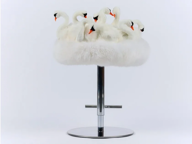 Swan