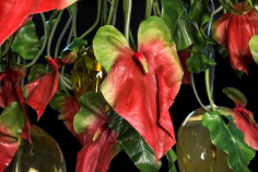 Flower power anthurium red eggs
