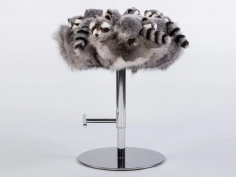 Racoon