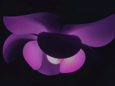 Bloom