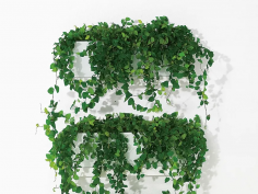 Front plant