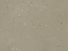 Primavera grigio