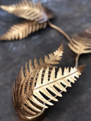 Fern medium