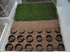 Geograss