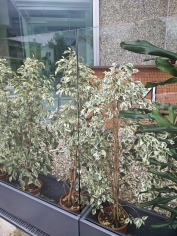 Bellavista flower | садовая ширма