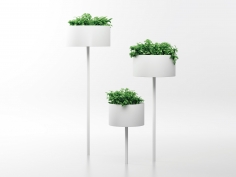 Green cloud | цветочном горшке