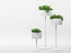 Green cloud | цветочном горшке
