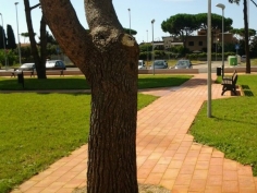 Roma
